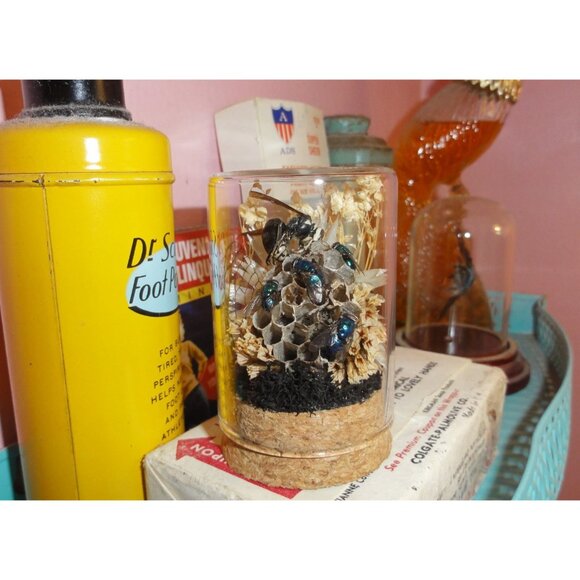 Hornet Wasp Nest Blowflies Cicada Wing Oddity Dome curiosity insect taxidermy - Picture 12 of 16